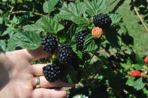 blackberries-1