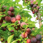 plums-150x150